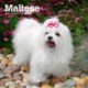 MALTESE 2024 MINI 7X7