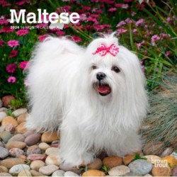 MALTESE 2024 MINI 7X7