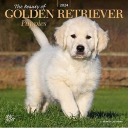 GOLDEN RETRIEVER PUPPIES THE BEAUTY OF 2