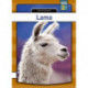 Lama