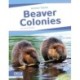 Beaver Colonies