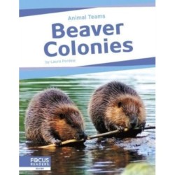 Beaver Colonies