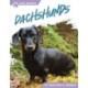 Dachshunds
