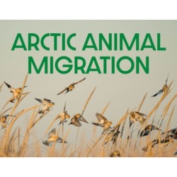 Arctic Animal Migration: English Edition