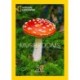 Mushrooms: 50 Postcards