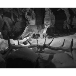 Ghostwalker: Tracking a Mountain Lion's Soul Through Science and Story