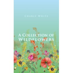 A Collection of Wildflowers