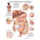 The Digestive System Anatomical Chart