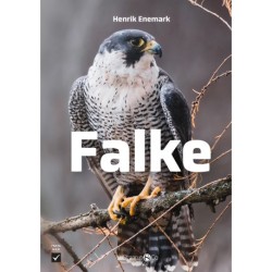 Falke