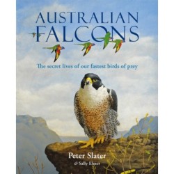 Australian Falcons: The secret lives of our fastest birds of prey
