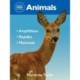 Reed Mini Guide: Animals: Amphibians l Reptiles l Mammals