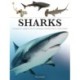 Sharks & Underwater Predators