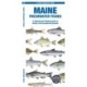 Maine Freshwater Fishes: A Folding Guide to Native and Introduced Species