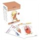Anatomy Flashcards: 300 Flashcards with Anatomically Precise Drawings and Exhaustive Descriptions