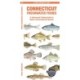 Connecticut Freshwater Fishes: A Folding Guide to Native and Introduced Species