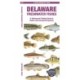 Delaware Freshwater Fishes: A Folding Guide to Native and Introduced Species