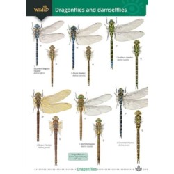 Dragonflies and damselflies