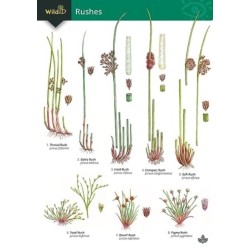 Guide to rushes