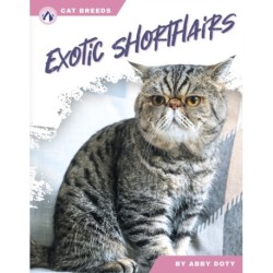Exotic Shorthairs