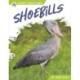 Shoebills