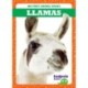 Llamas