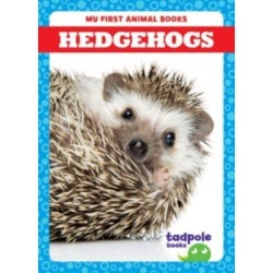 Hedgehogs