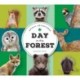 Animal Adventures: Day in the Forest