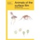 Animals of the surface film