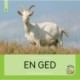 En ged: Fagfidusen. Niveau 1