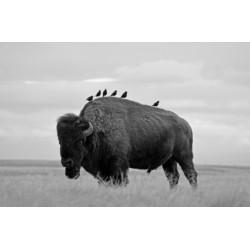 Starlings: The Curious Odyssey of a Most Hated Bird