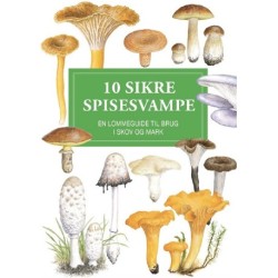 10 sikre spisesvampe - display med 10 stk.