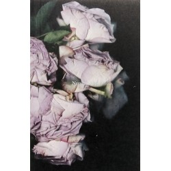 Martin Maeller: Nervous Dust