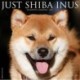 Just Shiba Inus 2025 12 X 12 Wall Calendar