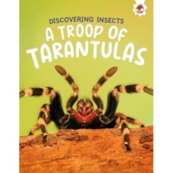 Discovering Insects: A Troop of Tarantulas