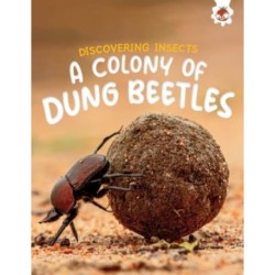 Discovering Insects: A Colony of Dung Beetles