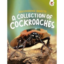 Discovering Insects: A Collection of Cockroaches