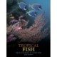 Tropical Fish: From Stingrays to Clown Fish