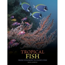 Tropical Fish: From Stingrays to Clown Fish