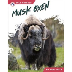 Musk Oxen