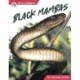 Black Mambas