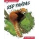 Red Pandas
