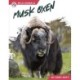 Musk Oxen