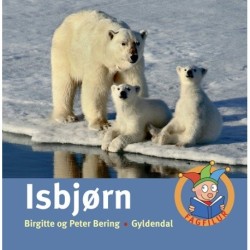 Isbjørn