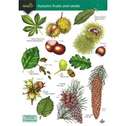 Autumn fruits and seeds