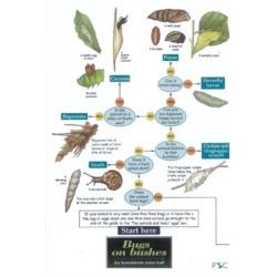 Bugs on Bushes: Occasional Publication 77