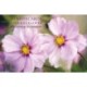 Card Box of 20 Notecards and Envelopes: Pink Cosmos
