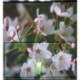 Memo Block Cherry Blossom