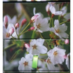 Memo Block Cherry Blossom