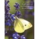 Butterfly Large Card Box