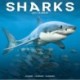 Sharks Calendar 2026  Square Animal Wall Calendar - 16 Month